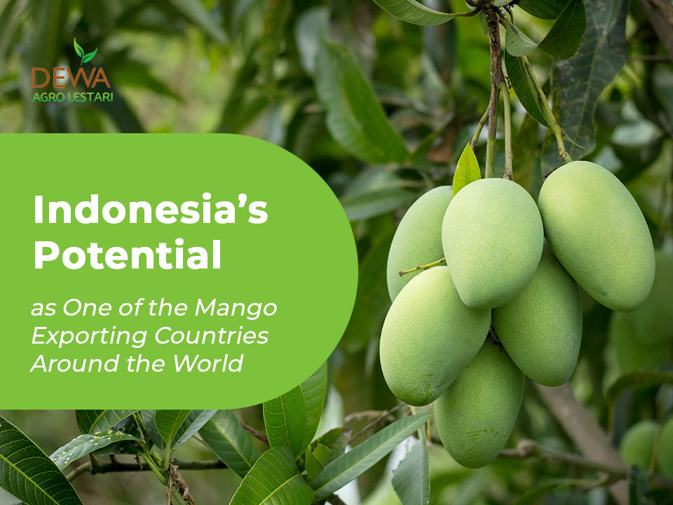 Indonesia's potential as one of the mango exporting countries all around the world