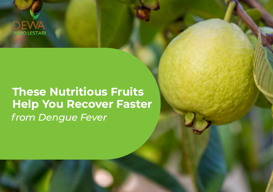 Nutritious Fruits Help You Recover from Dengue Fever