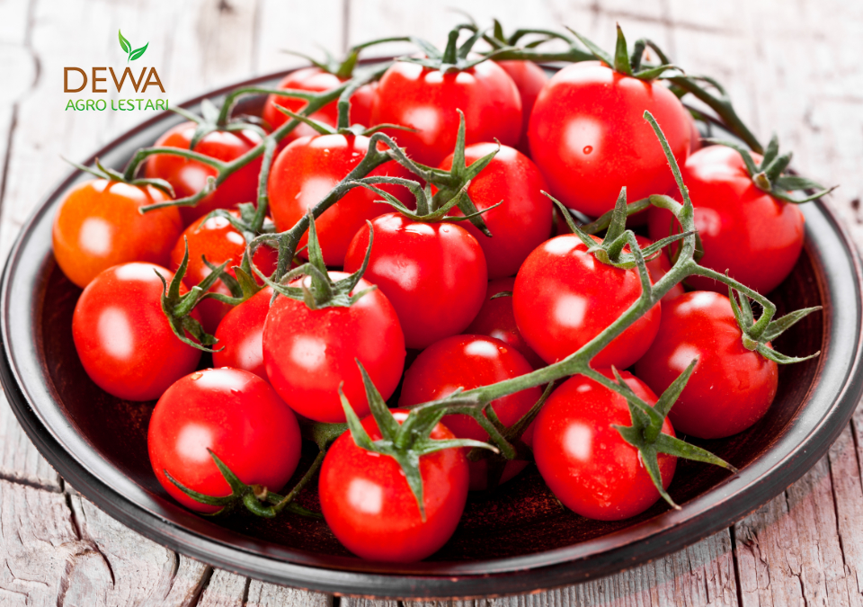 Cara memilih tomat yang baik dan berkualitas tinggi.