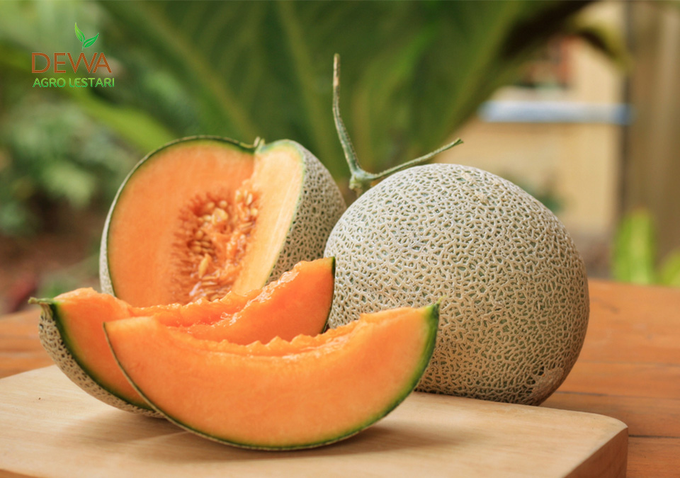 manfaat melon untuk wajah